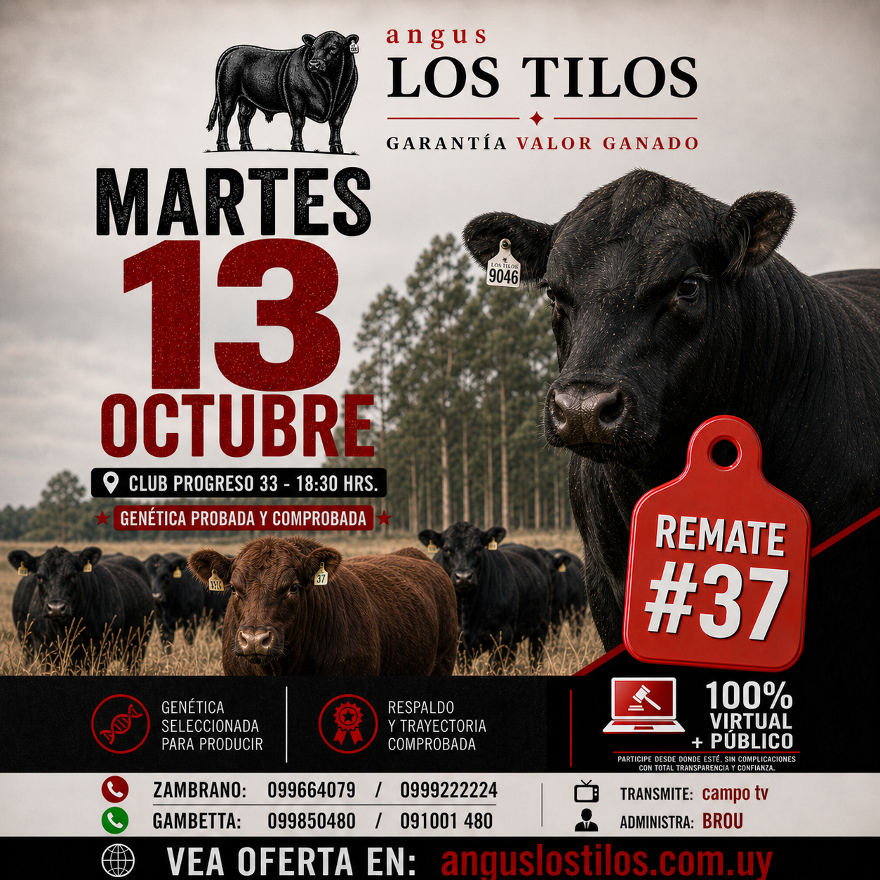 Remate 37 angus LOS TILOS